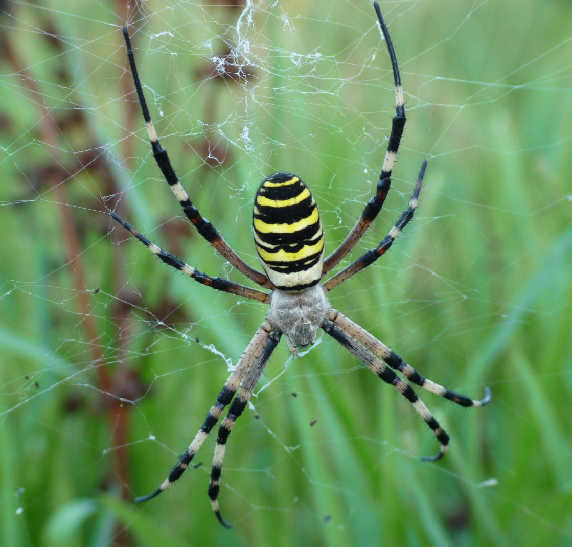 Argiope bruennichi